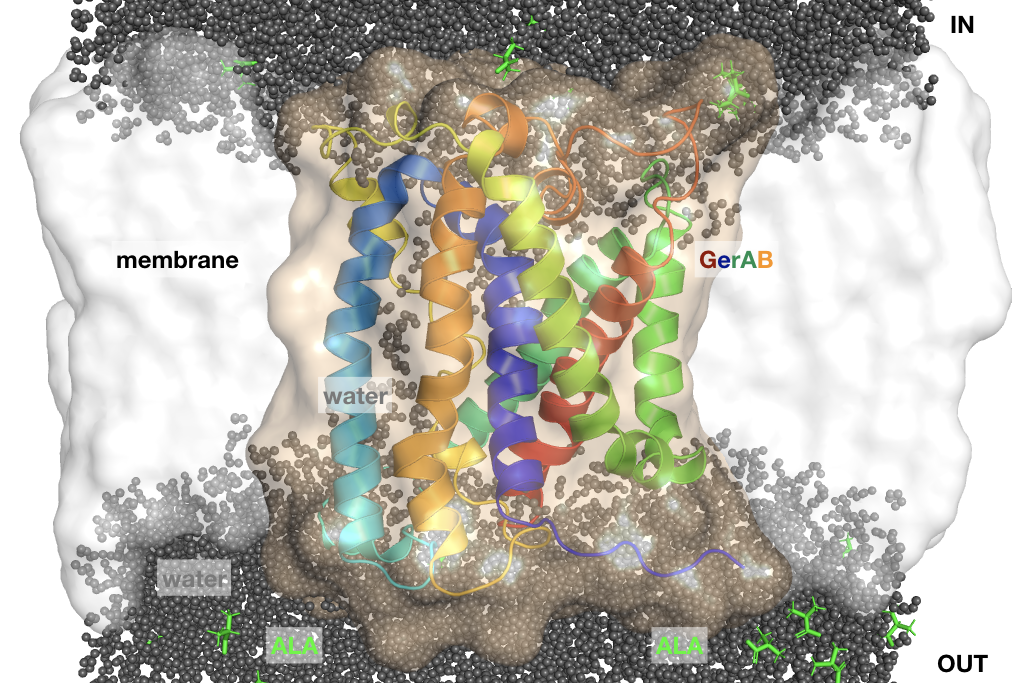 Structure prediction of a bacterial spore membrane protein